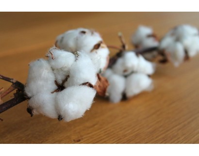 La diferencia entre algodón orgánico y algodón convencional