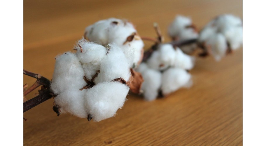 La diferencia entre algodón orgánico y algodón convencional